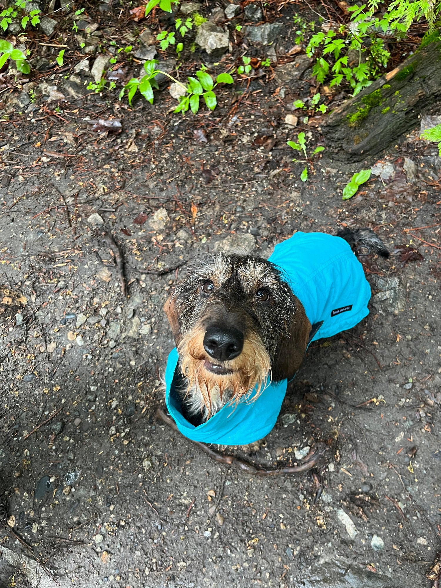 Dachshund wearing a teal blue coloured raincoat
