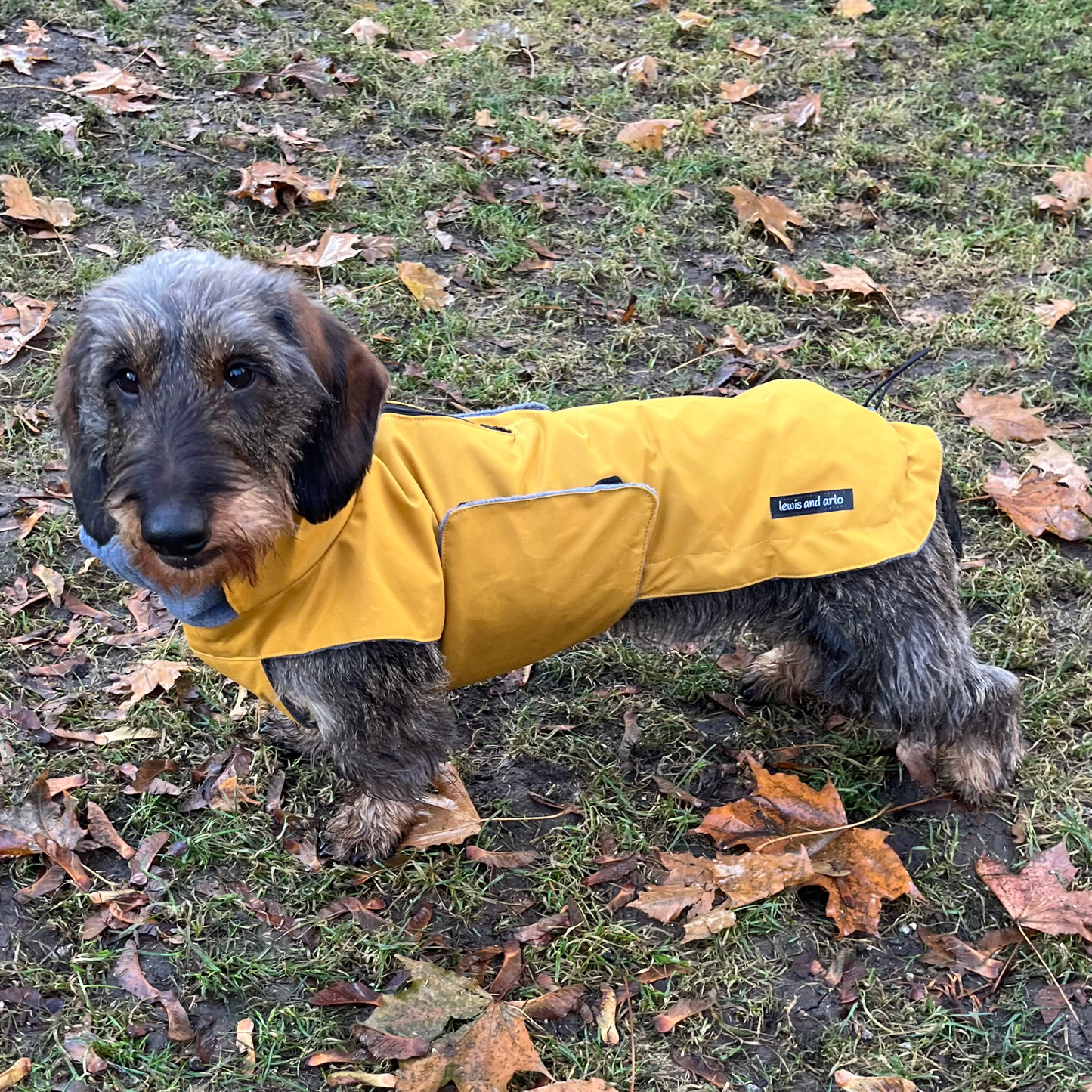 Dachshund wearing winter coat in cumin colour