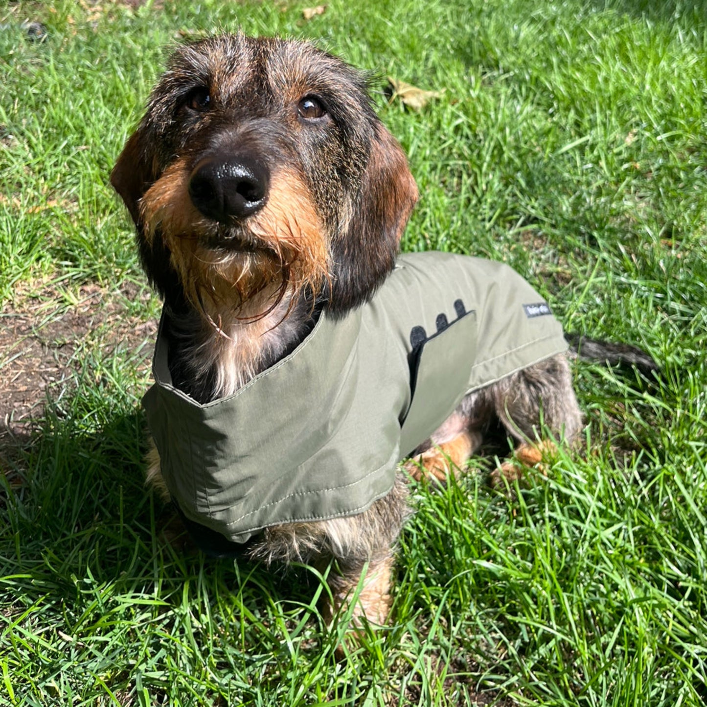 Front View of Dachshund Wearing Waterproof and Stylish Raincoat in Olive