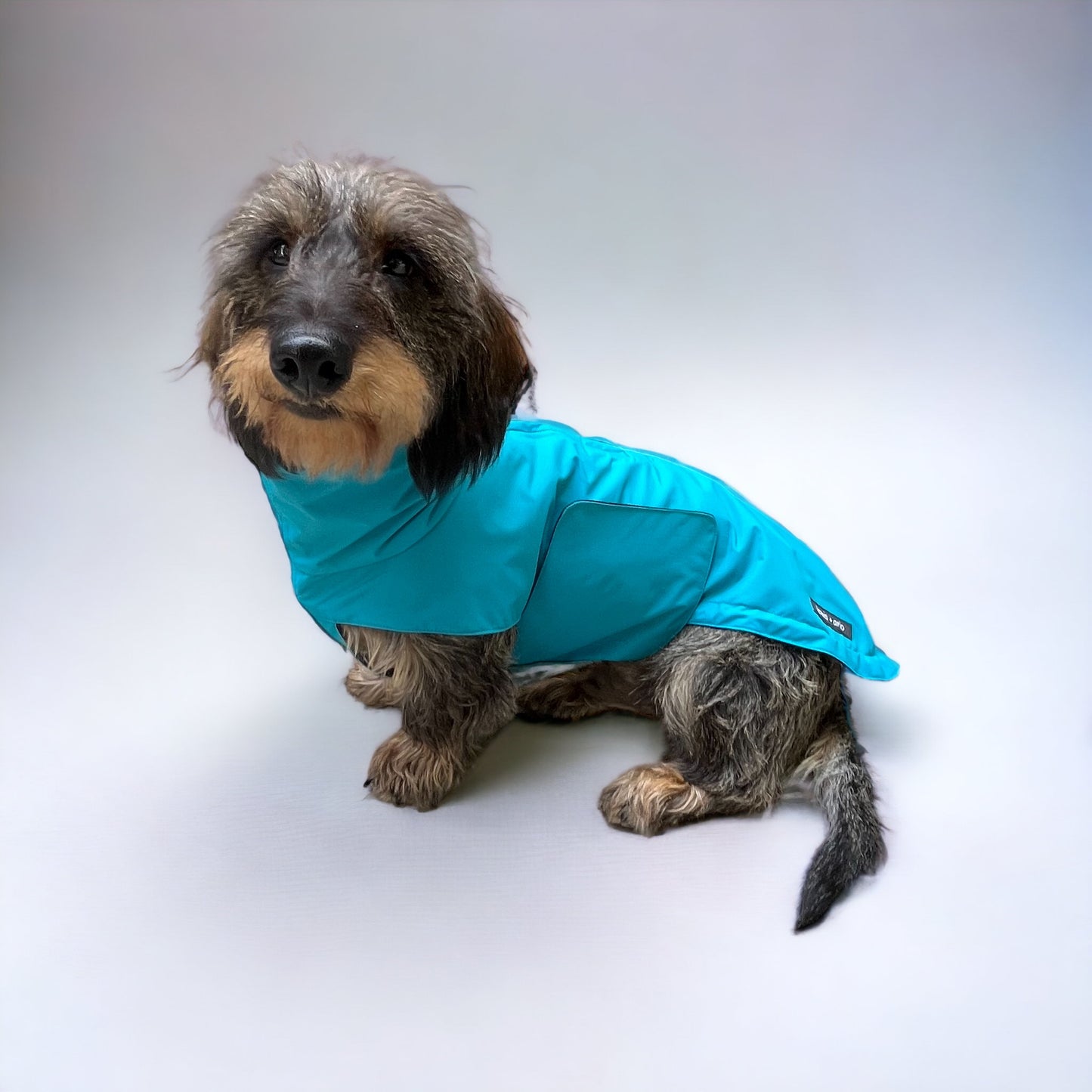 Side View of Dachshund Wearing Waterproof and Stylish Raincoat in Teal