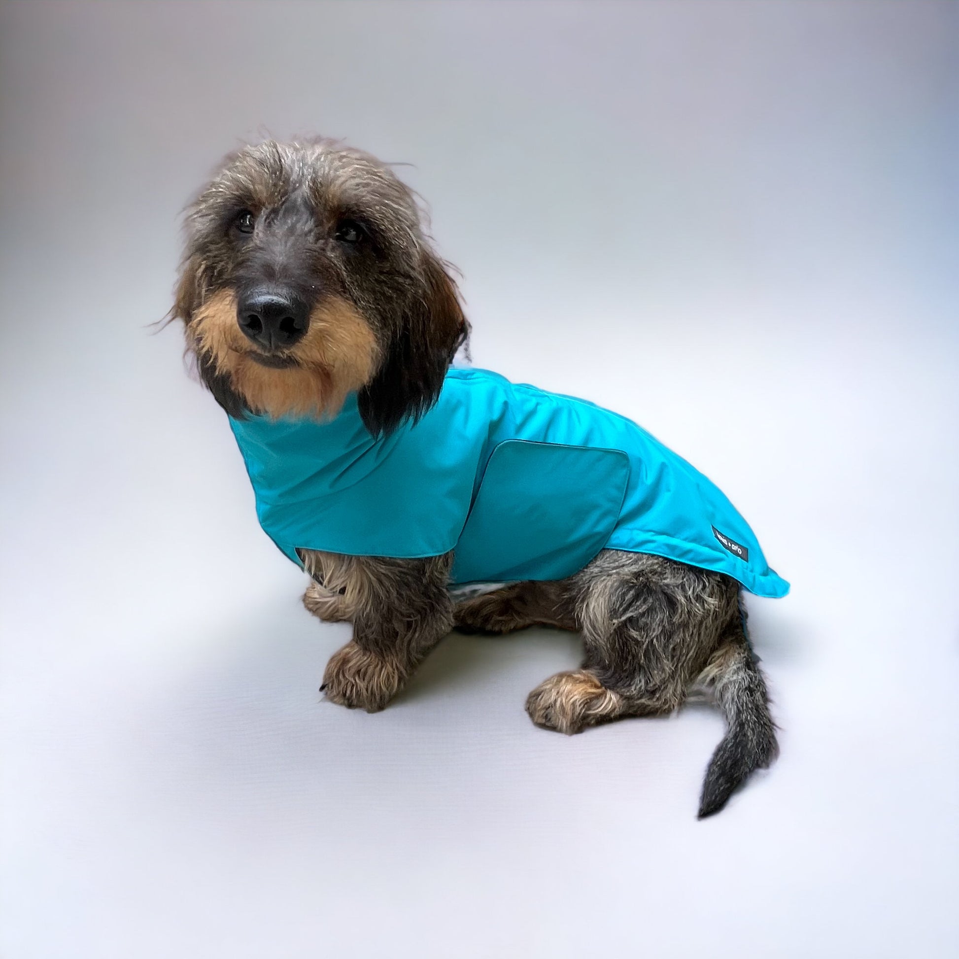 Side View of Dachshund Wearing Waterproof and Stylish Raincoat in Teal