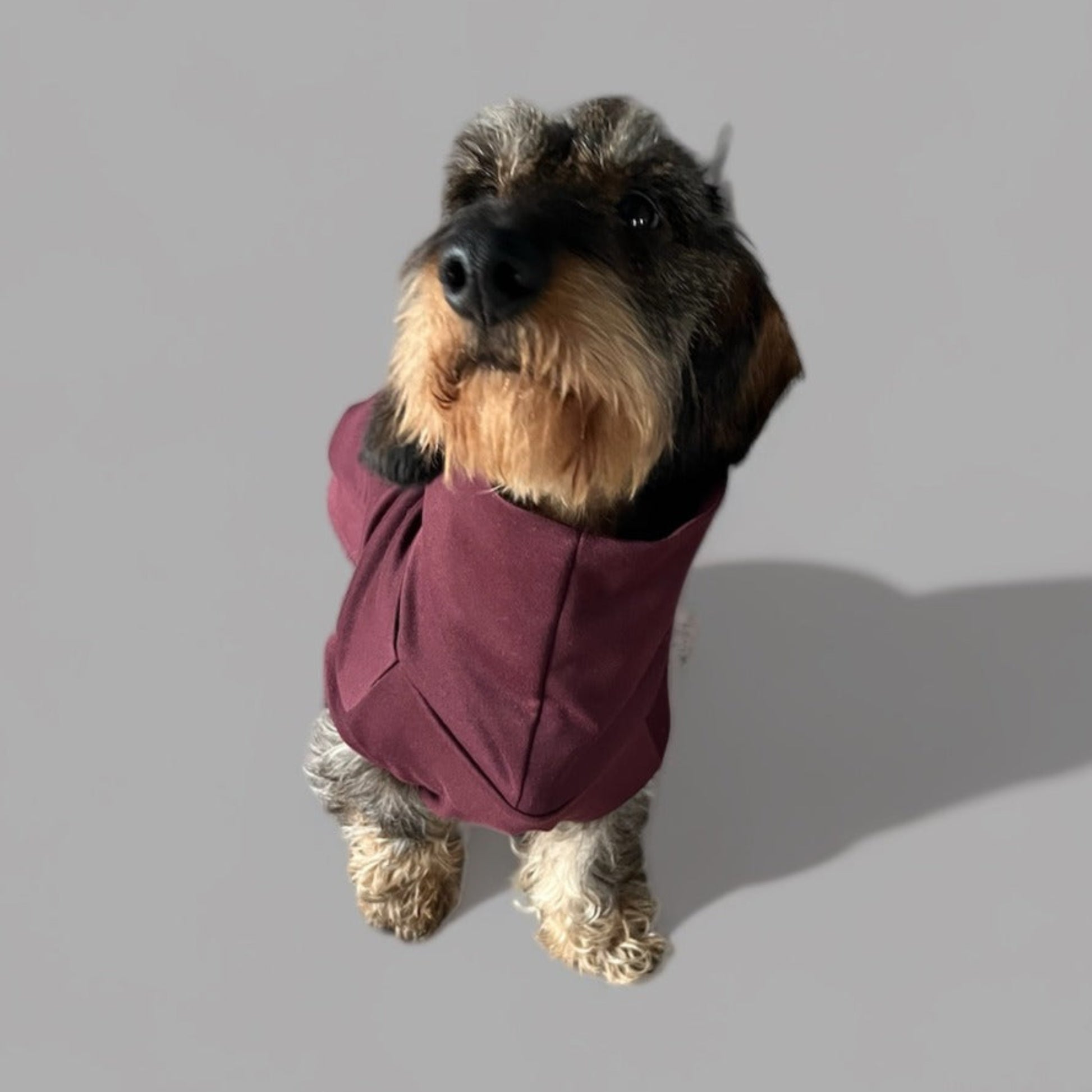 Front View of Dachshund Wearing Turtleneck Sweater in Merlot