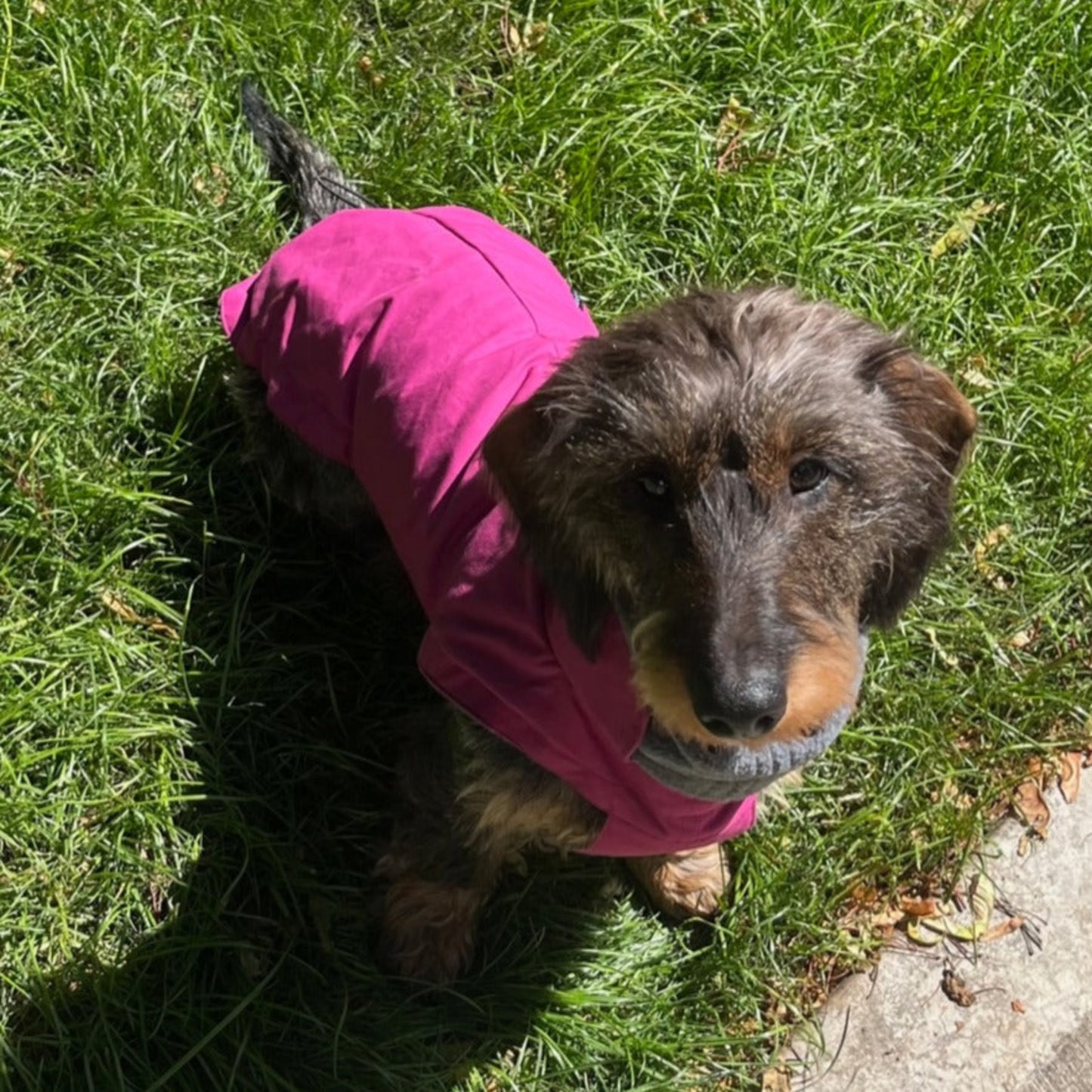 Front view of dachshund wearing winter coat in Magenta colour