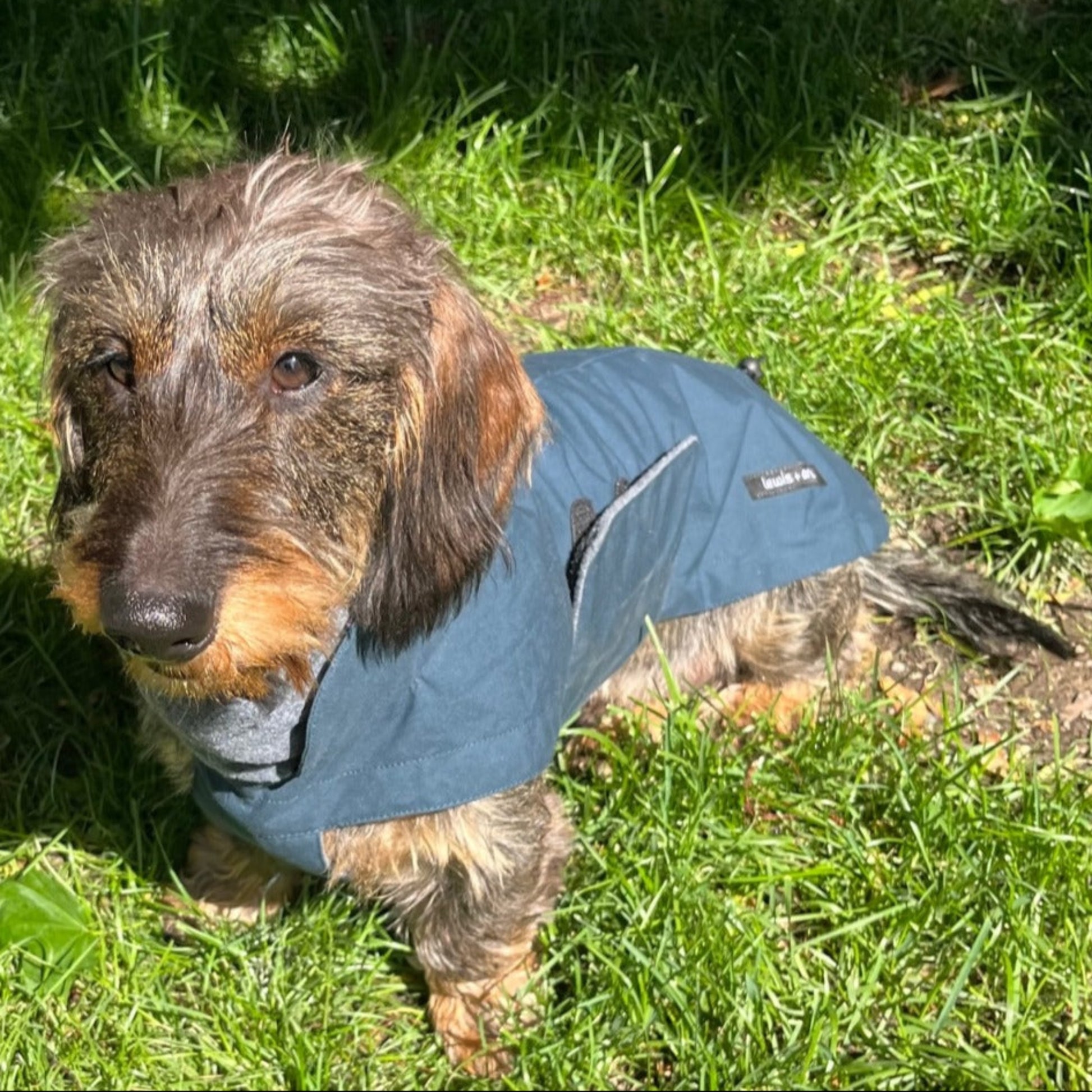 Front view of dachshund wearing winter coat in midnight blue