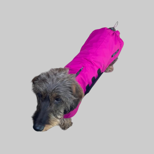 Top View of Dachshund Wearing Waterproof and Stylish Raincoat in Magenta