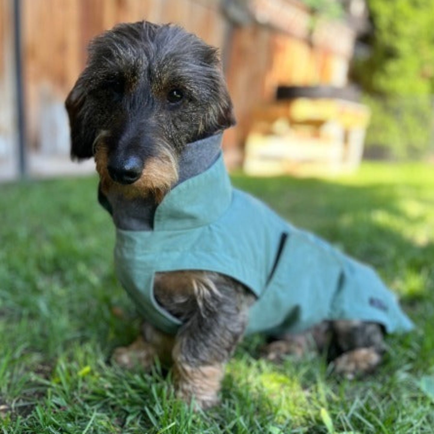 Dachshund wearing a Storm coloured winter coat sitting on grass