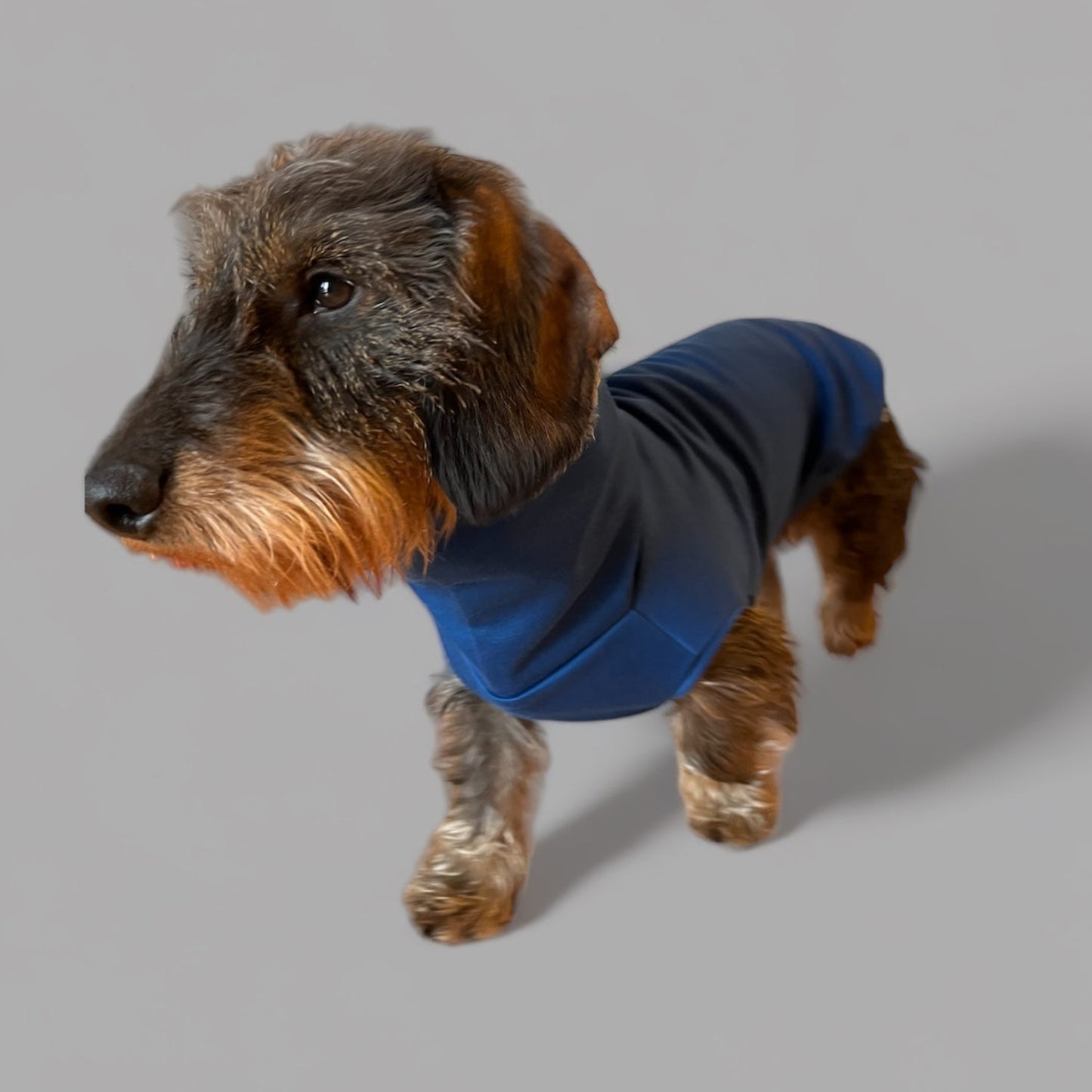 Front view of Dachshund Wearing Turtleneck Sweater in Dark Azure Blue