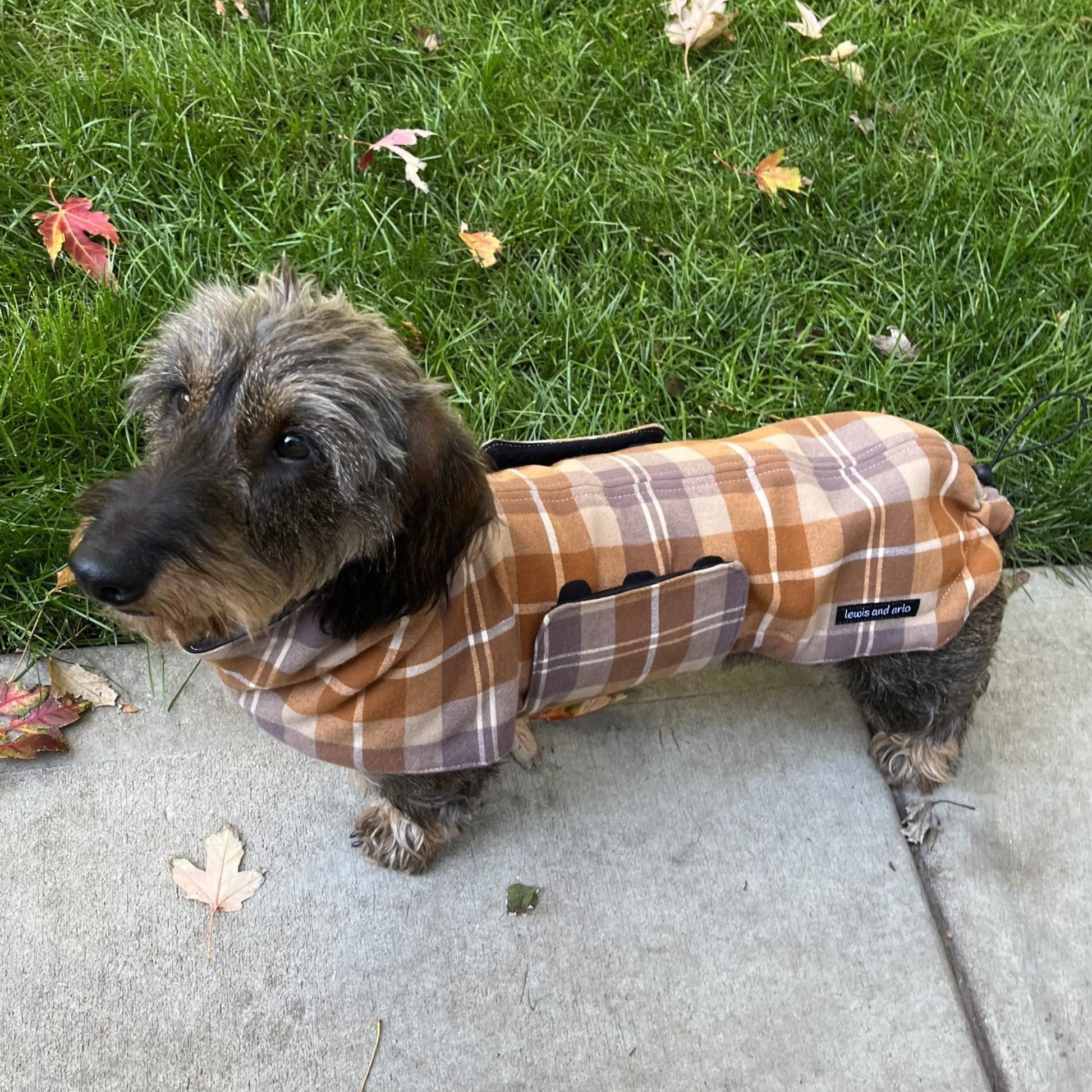 Dachshund wearing Copper/Taupe Plaid jacket