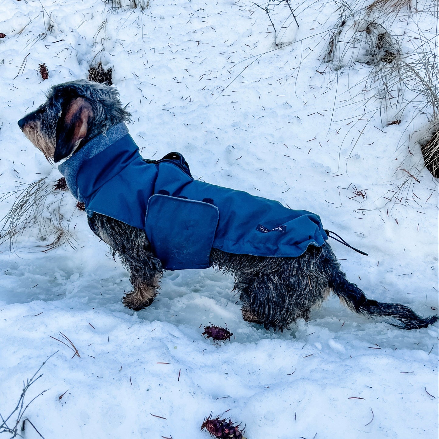 dachshund wearing winter coat in midnight blue colour in the snow