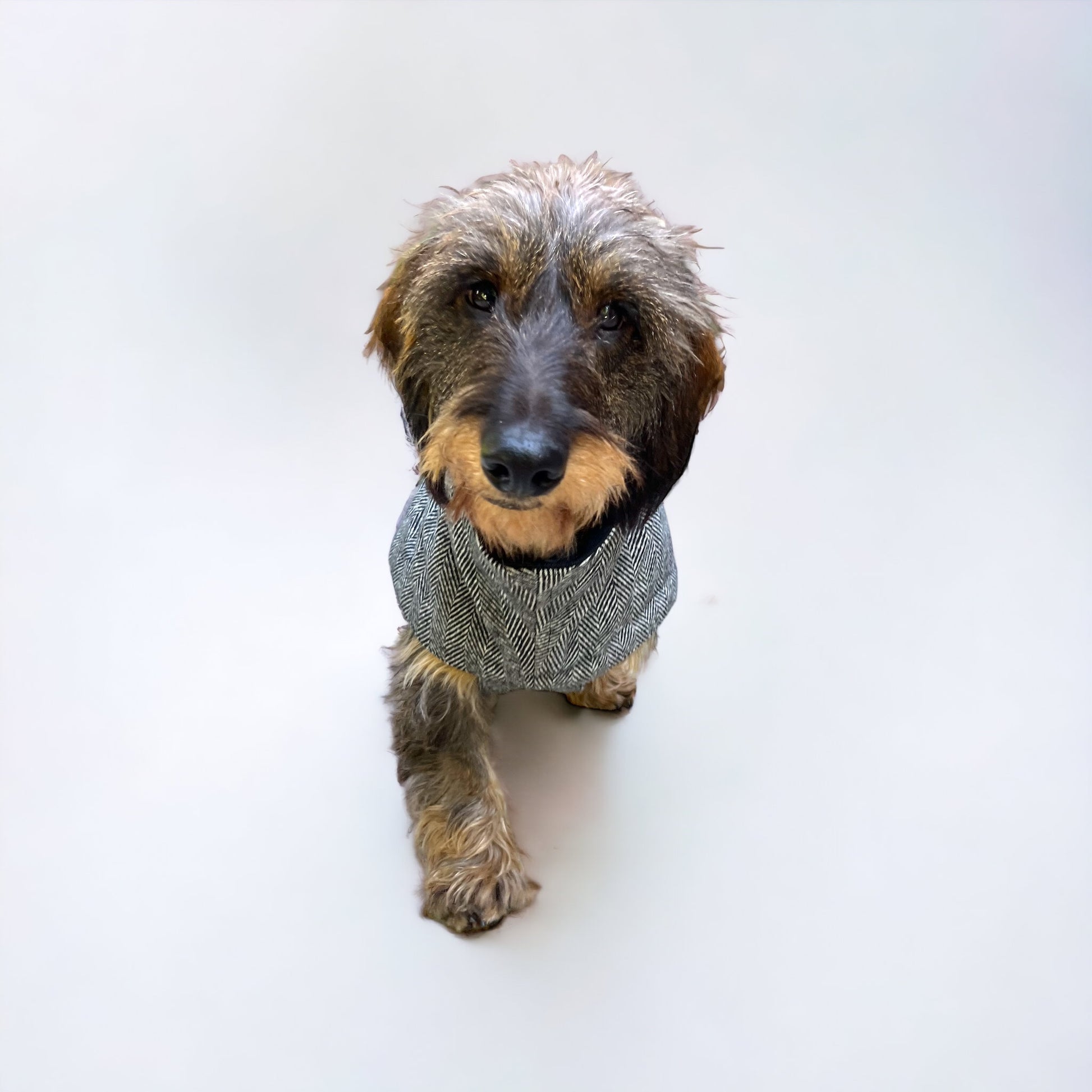 Front view of dachshund walking wearing stylish and warm jacket in Tweed Herringbone