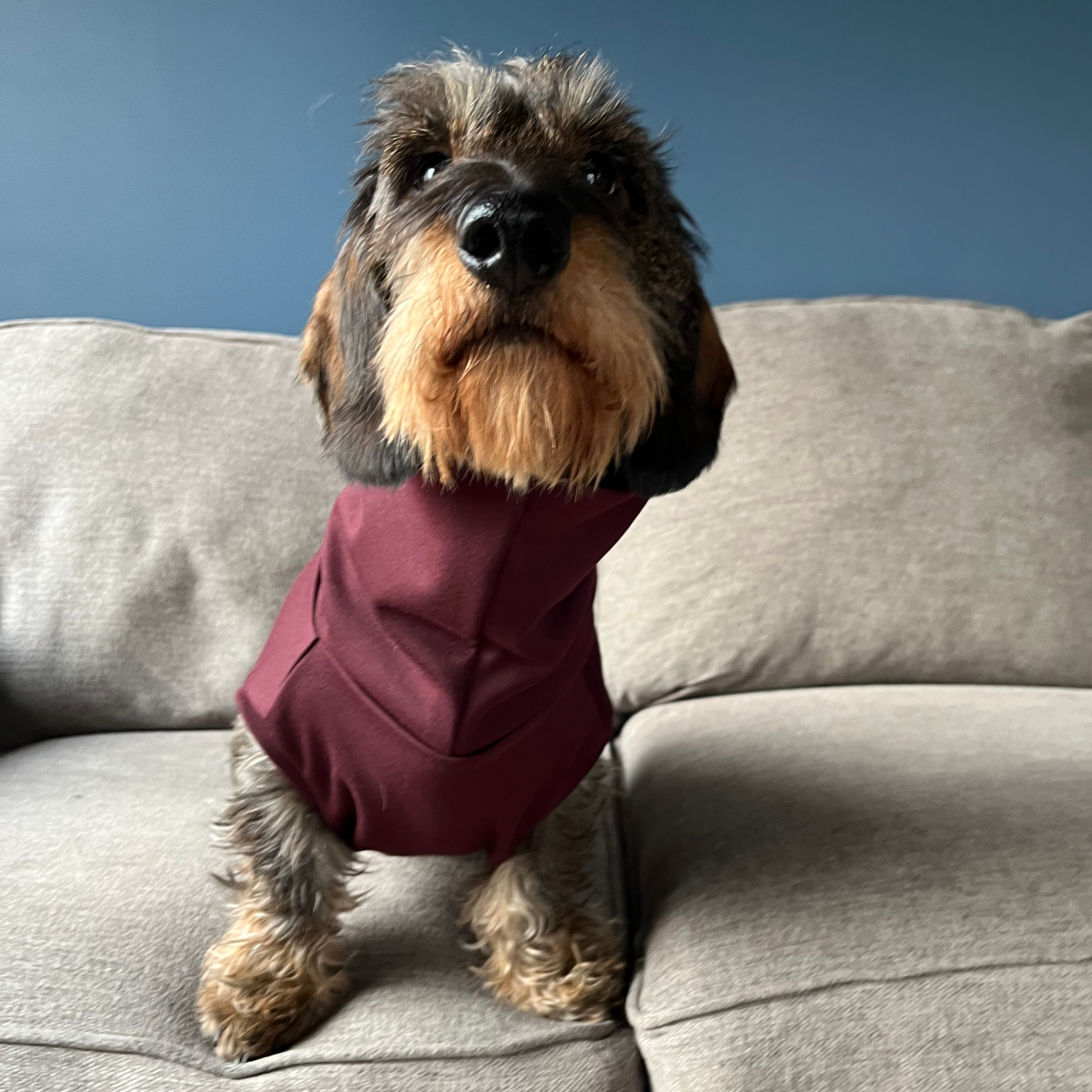 Front View of Dachshund Wearing Turtleneck Sweater in Merlot on grey couch