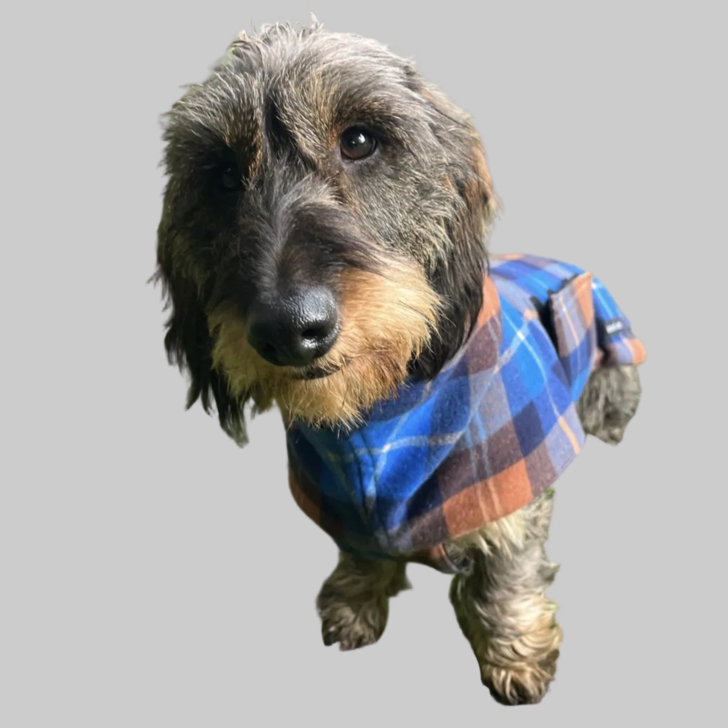 Front view of dachshund wearing jacket in Cobalt/Navy Plaid