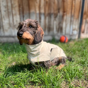 Dachshund wearing raincoat in sand colour on green grass
