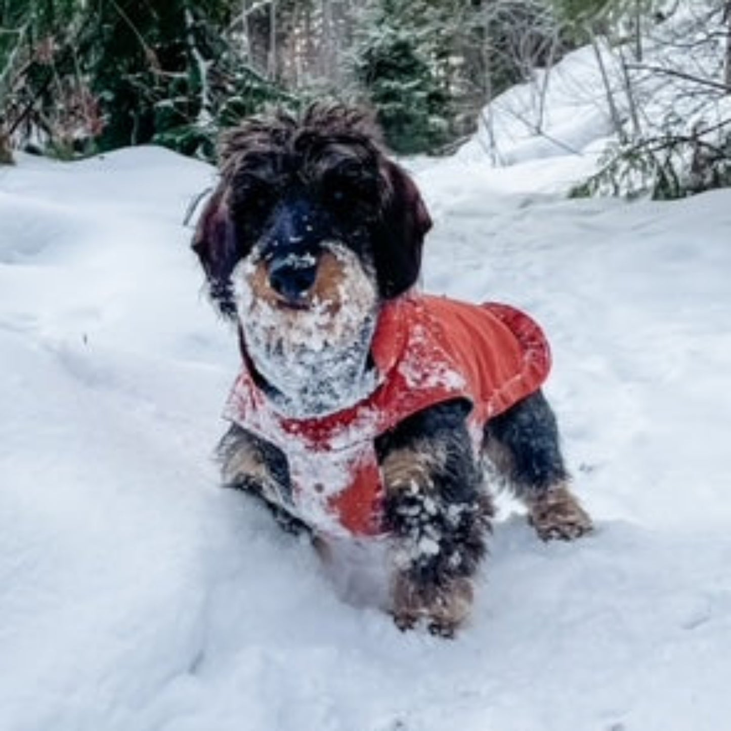 dachshund wearing Rust coloured winter coat in the snow