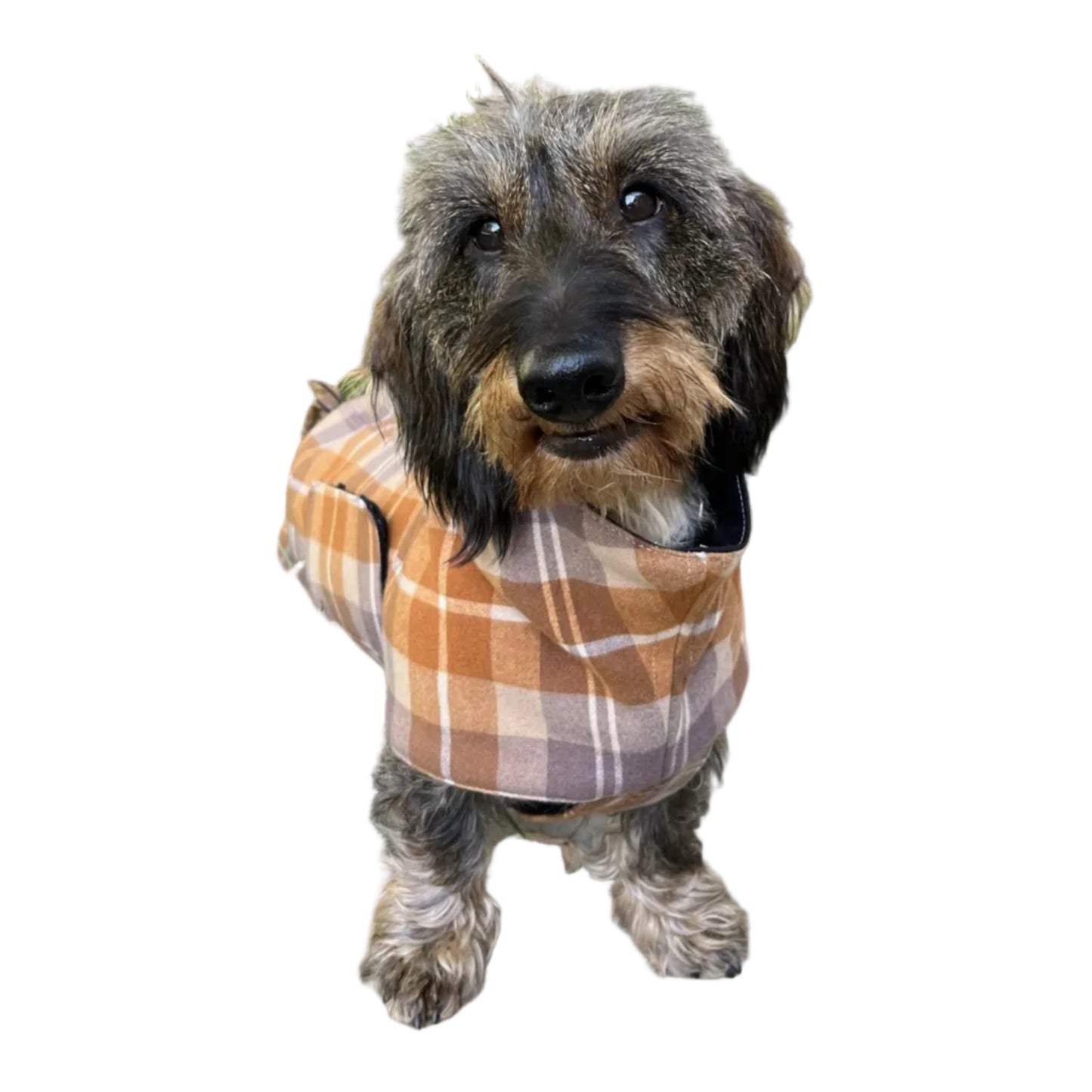 Front view of dachshund wearing Copper/Taupe Plaid jacket