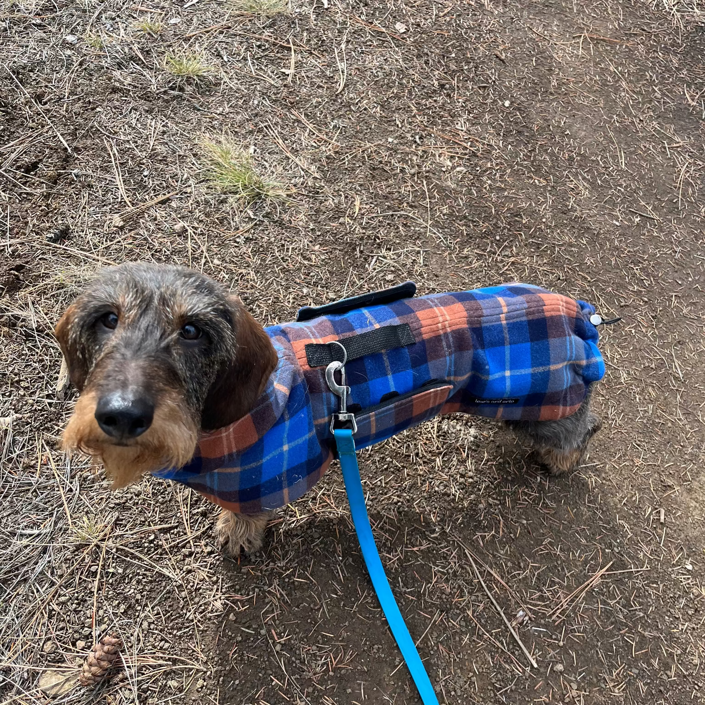 Dachshund wearing a plaid coat on a dirt path