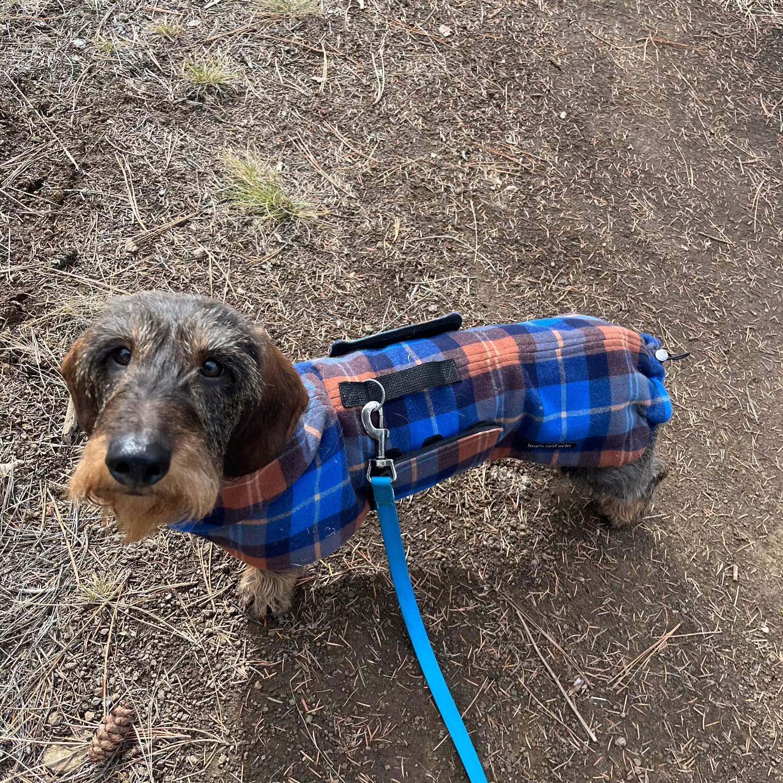 Dachshund wearing a plaid coat on a dirt path