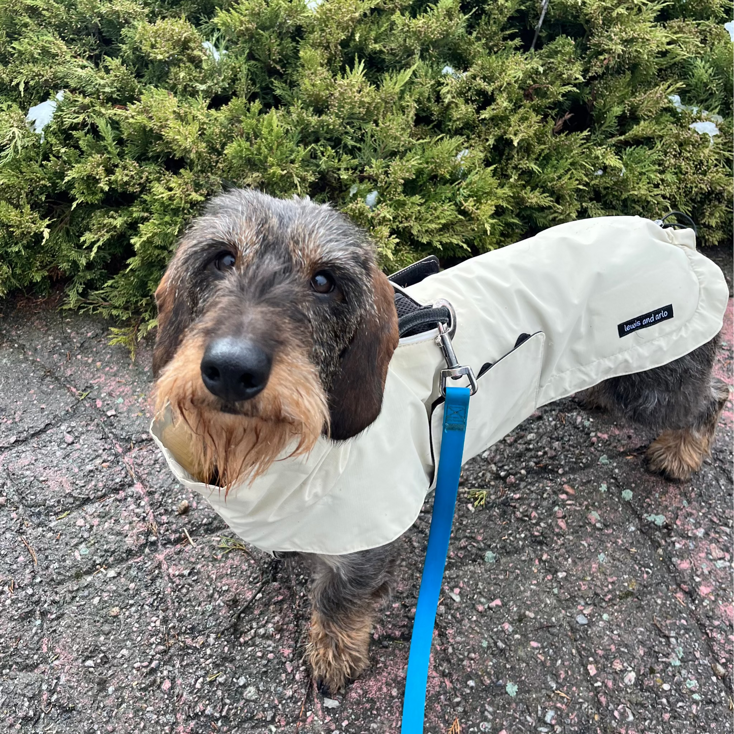 Dachshund wearing an off-white coloured raincoat standing on pavement with greenery behind him.