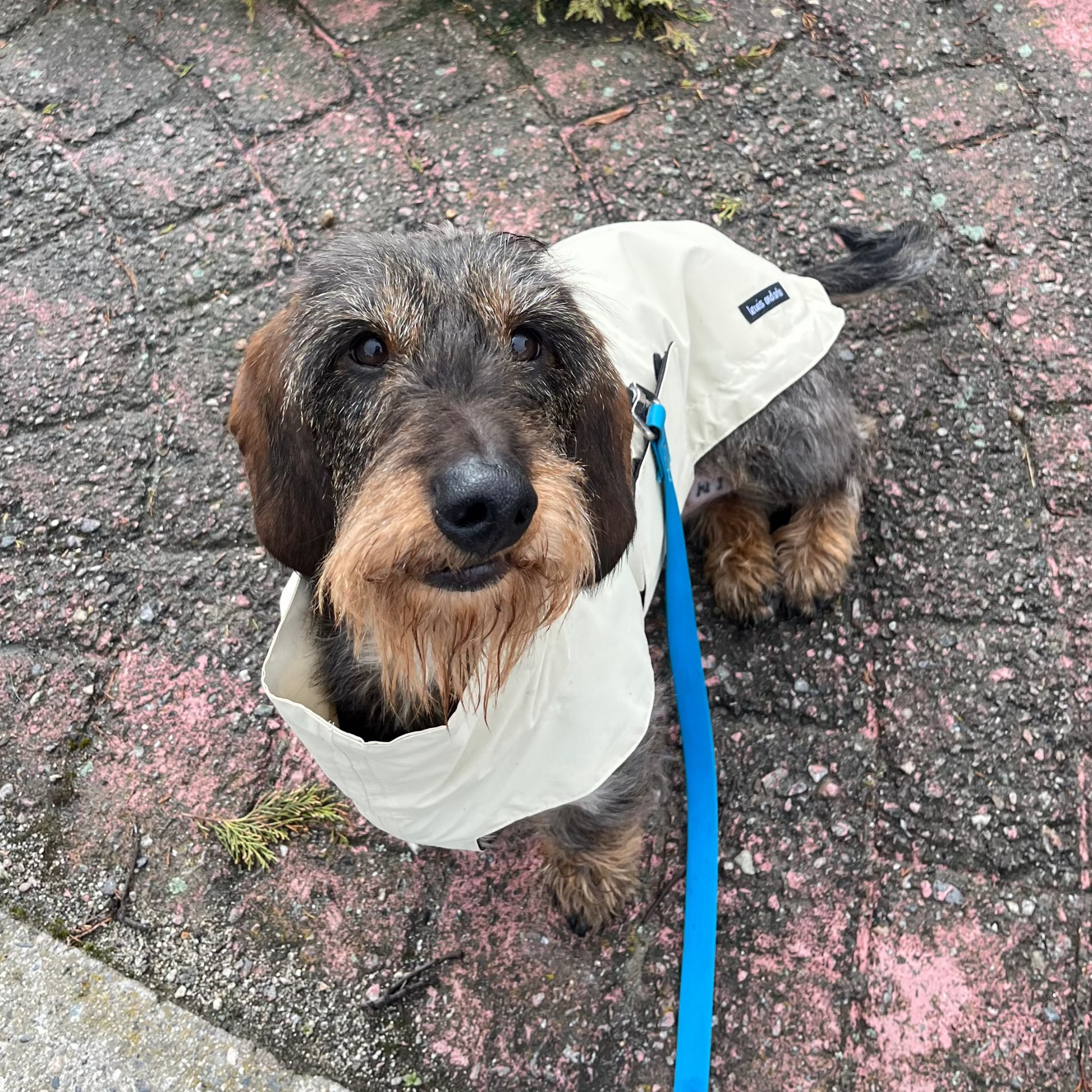 Dachshund wearing an off-white coloured raincoat sitting on pavement with greenery in background