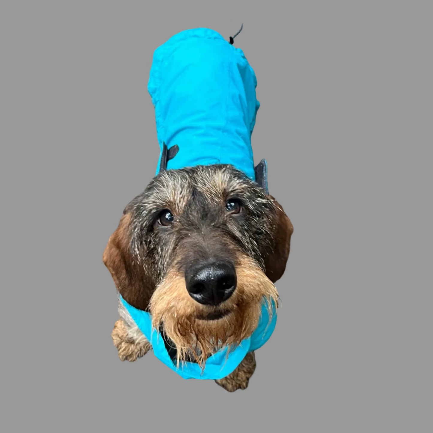 Dachshund wearing a Dilworth teal raincoat.