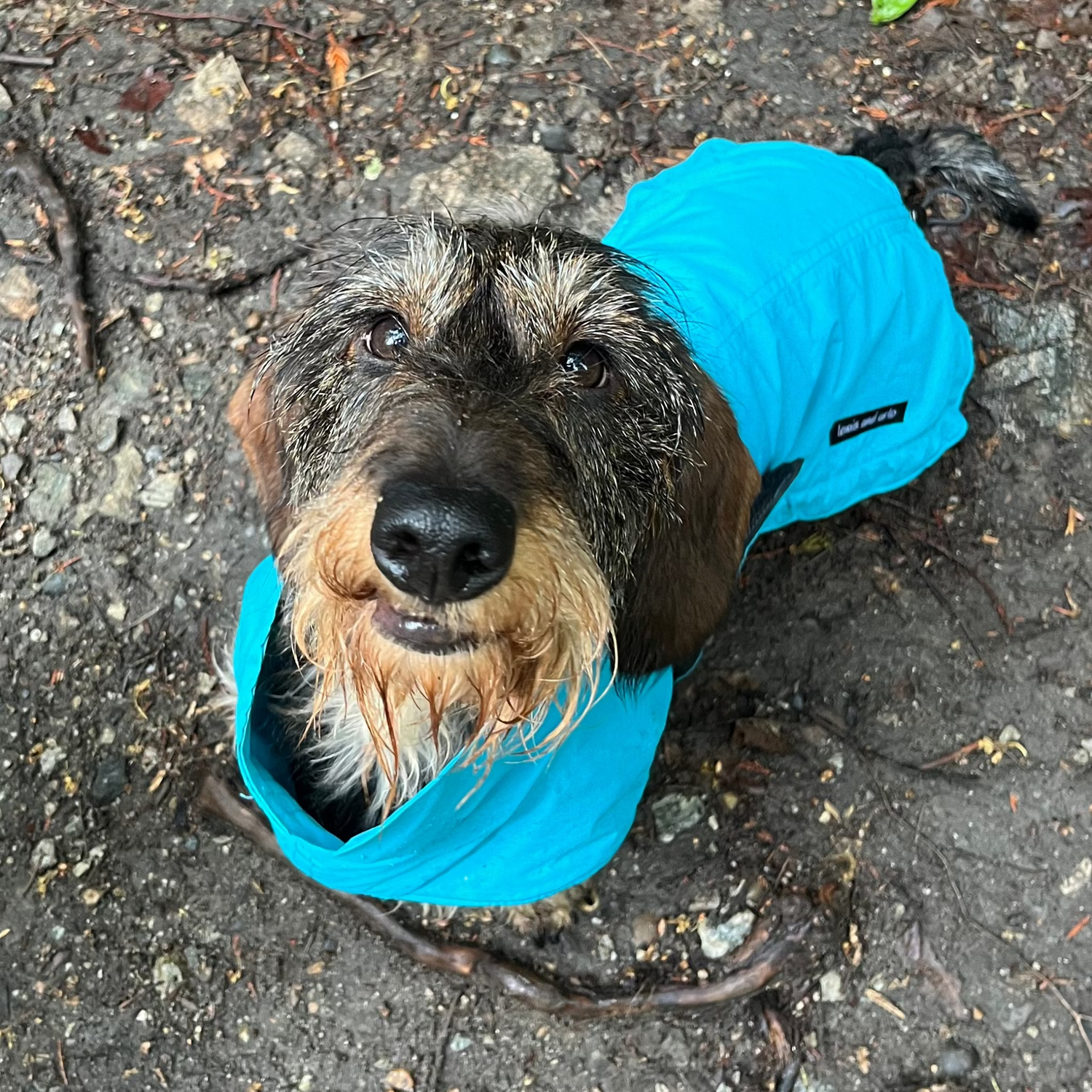 Dachshund wearing a teal blue coloured raincoat and smiling.