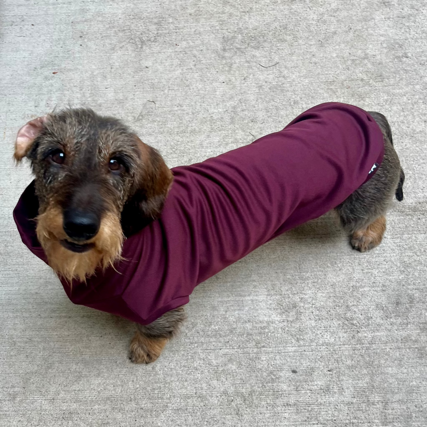 Dachshund wearing a burgundy turtlneck sweater