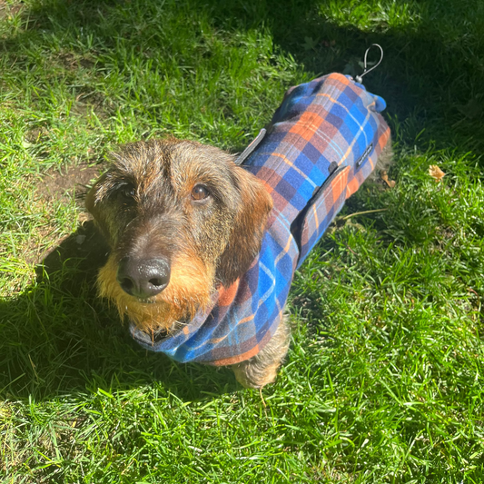 Dachshund wearing plaid jacket on grass