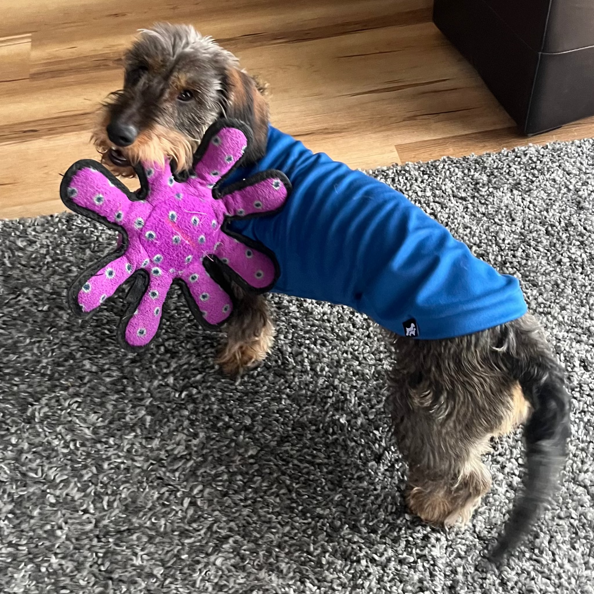 Dachshund wearing blue turtleneck sweater playing with a toy