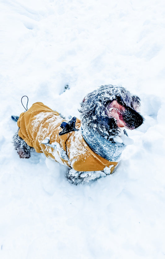 Dachshund in Cumin coloured winter jacket standing in the snow
