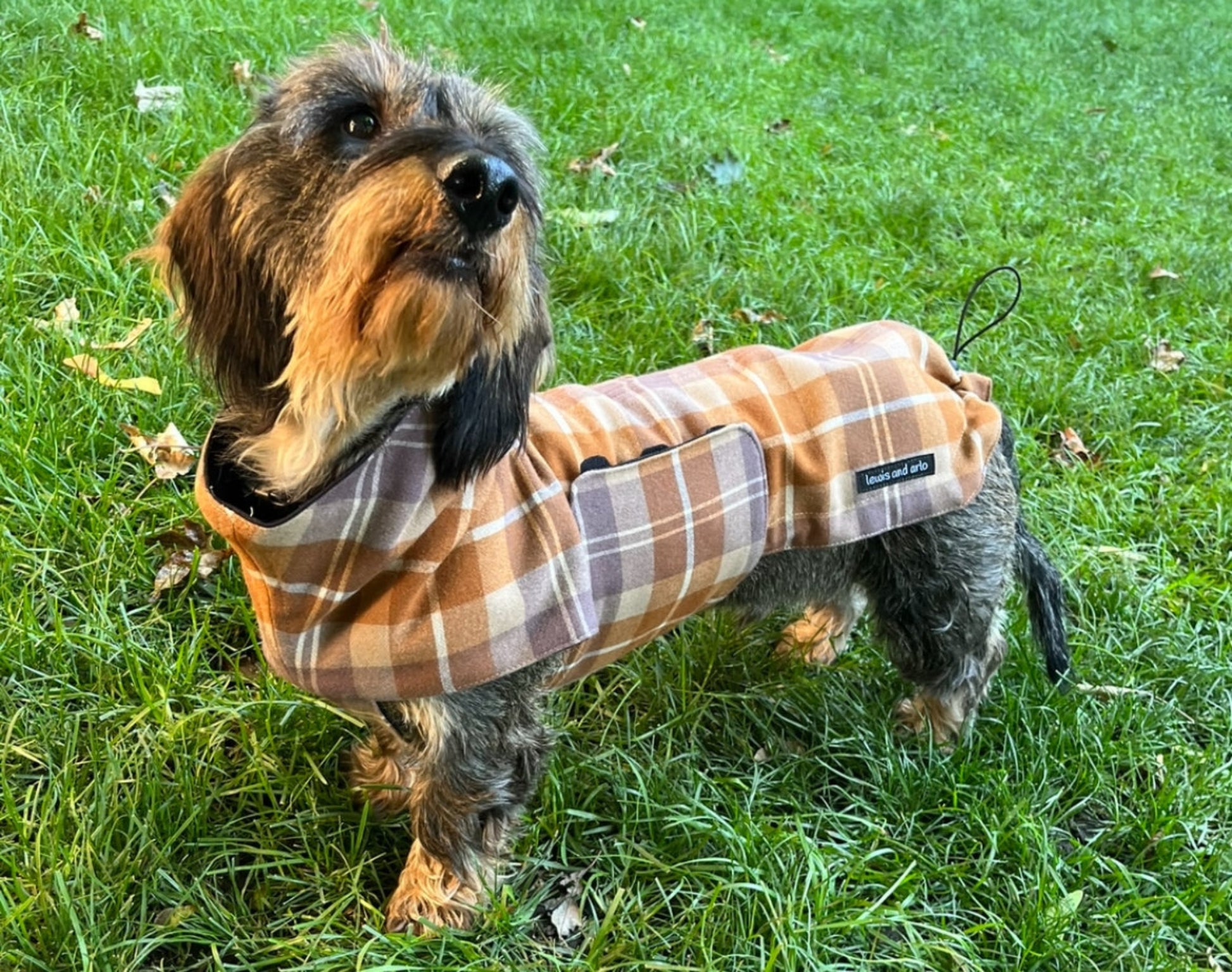 Dachshund wearing a plaid jacket on a bright grassy yard