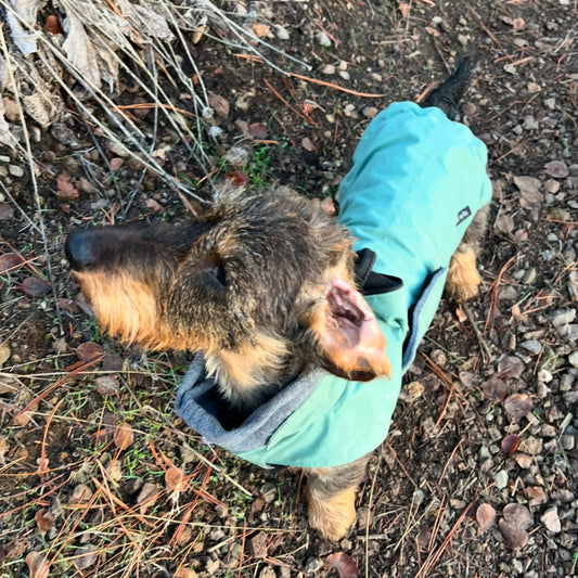 Dachshund wearing a winter coat smelling a bush